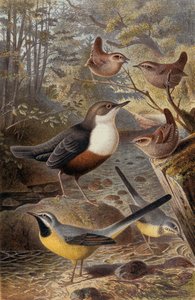 Dipper，Wren和Grey Wagtail，记录来自Brehms Tierleben：Allgemeine Kunde des Tierreichs，vol 4，p。 69，由Bibliographisches Institut，1891出版 作者 德国学校